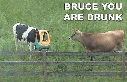 meme go home you're drunk cow car